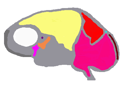cerebro feminino.GIF (10048 bytes)