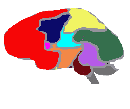 cerebro masculino.gif (4750 bytes)